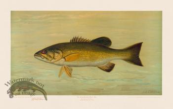 Small-Mouthed Black Bass